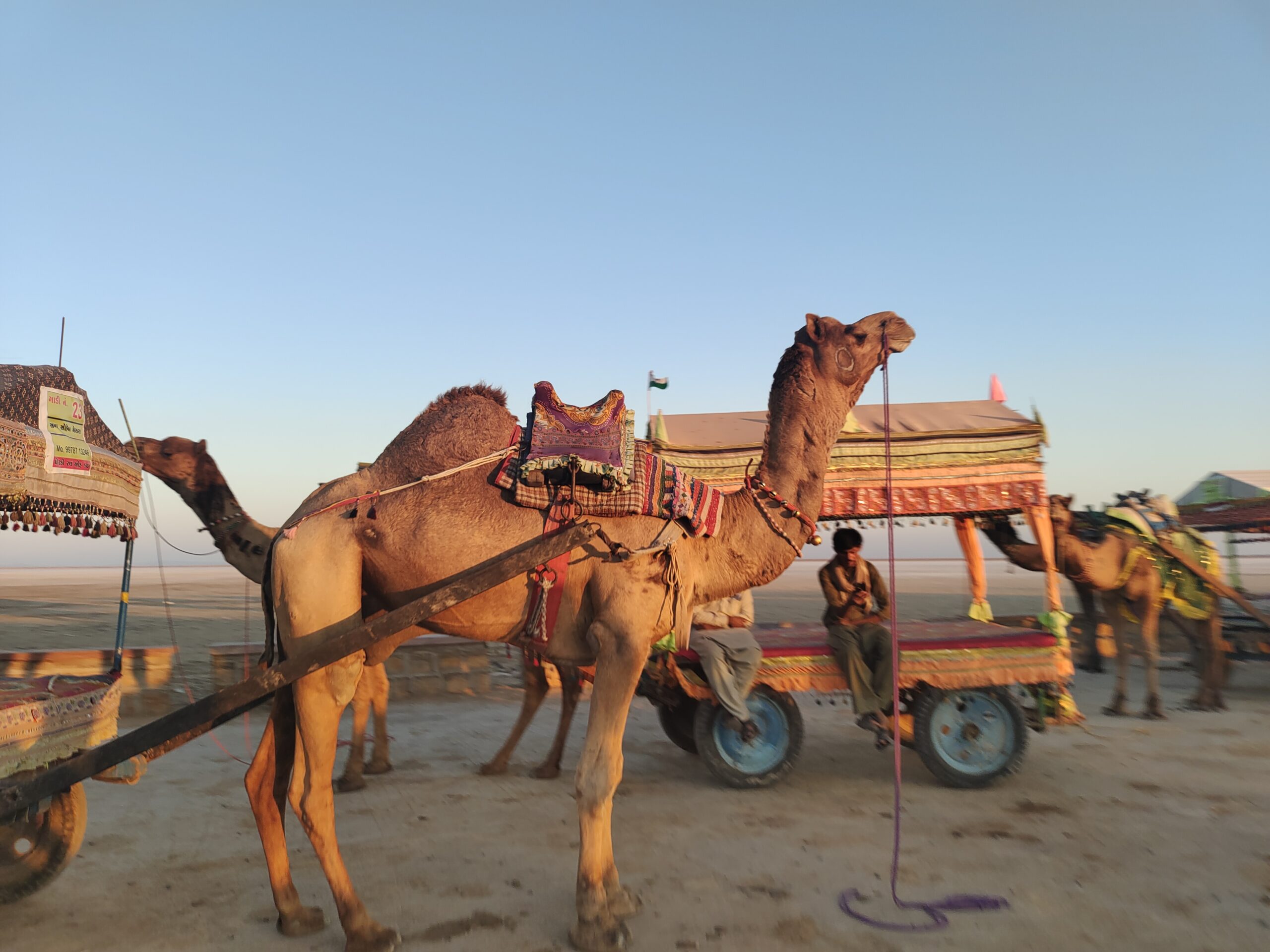 The Great Rann of Kutch is one of the largest salt deserts in the world.